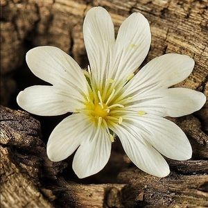 Meet your Posher, Michele